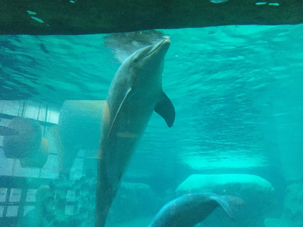 stipton's tweet photo. A whole different nature show happening with the dolphins. #Ithinkineedacigarette #dolphinsplaying #ATD2017 @atd @chriscola https://t.co/8Az6vs7xIu
