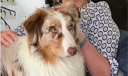 shestarts's tweet photo. BanjoMaps (Beacon Assisted Navigation Journey and Orientation)... or the name of Anna's pooch, Banjo! #SheStarts #BanjoMaps #DogsOfTwitter https://t.co/qYQ9ojftyu