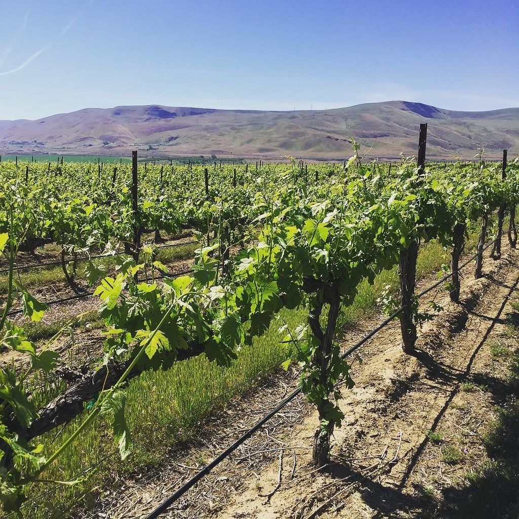 carrie_kroll's tweet photo. 80% chance of blue skies, 100% chance of loving Washington wines 🍷 #notabadtuesday #iworkhere #focusonWA https://t.co/rS8JQCjJS1