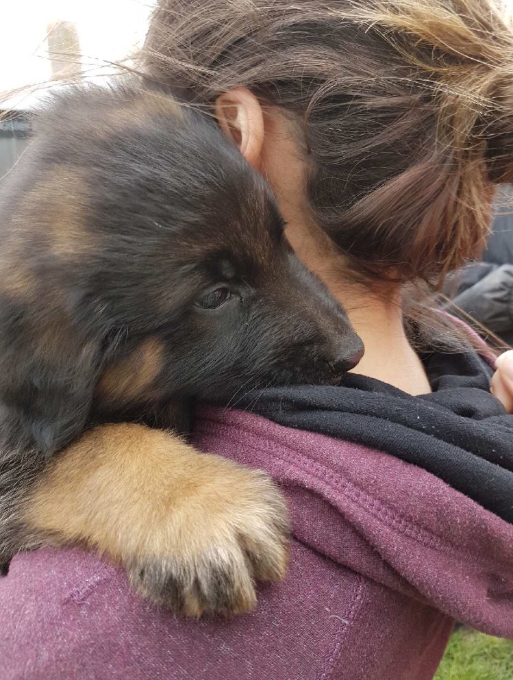karleeblack's tweet photo. 6-10 days till I get to bring this little guy home https://t.co/DJfMd95NId