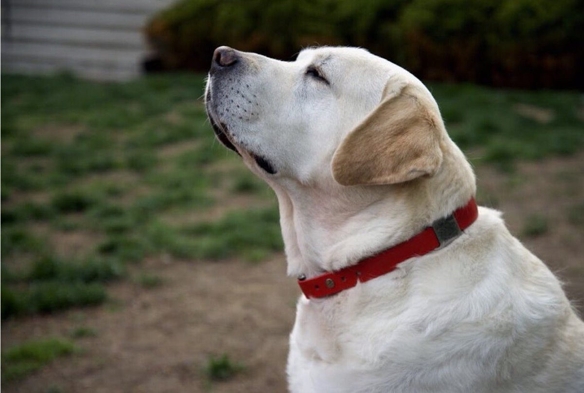 WMSPapts's tweet image. Move into Watermark Seaport, your dog will thank you for it! 🐶 

#ItsaDogsLife #DogsOfWatermarkSeaport #YappyHour #SeaportDogs #MakeYourMark