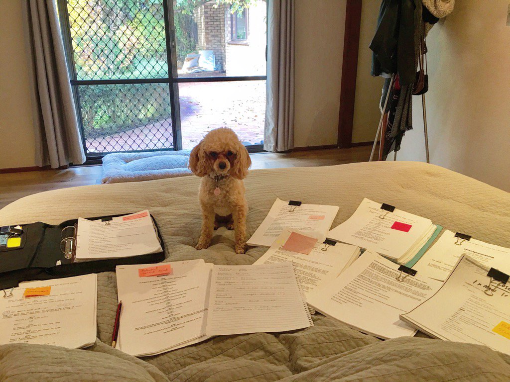 simonebuchanan8's tweet image. My office for the day 🐩#bed #buggered #stayfocused  #homeoffice