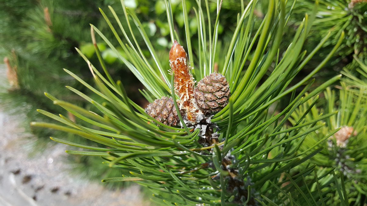 Kuuntelija lähetti luontokuvan. Tässä on kyllä luontoa kerrakseen! #ylehelsinki Tsek tis aut #luontoilta <a href="/radiosuomi/">Yle Radio Suomi</a>