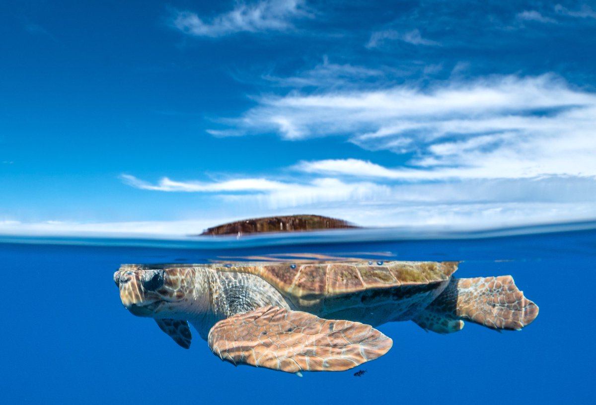 WaittInstitute's tweet photo. It's #WorldTurtleDay & @andymannphoto's captured the sentiment because this Sea turtle's definitely like his own little planet.
#turtleworld https://t.co/vv5bmnS9GJ