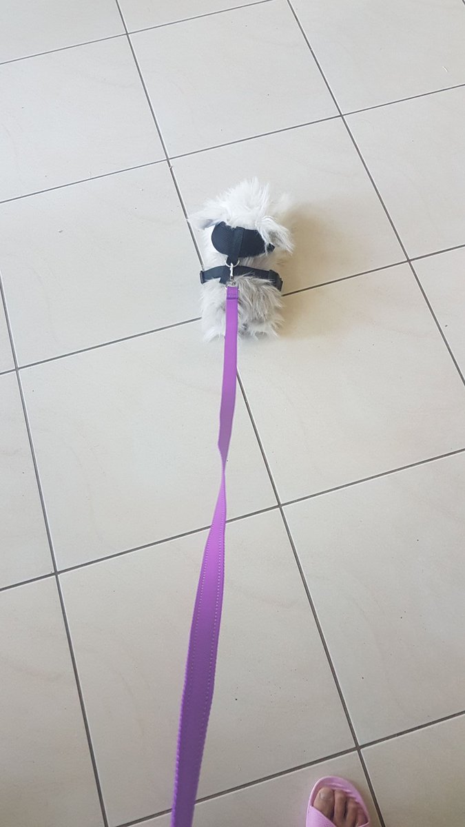 p__slim's tweet photo. When you're a tad excited for the new pup https://t.co/sHXsNFX7nv