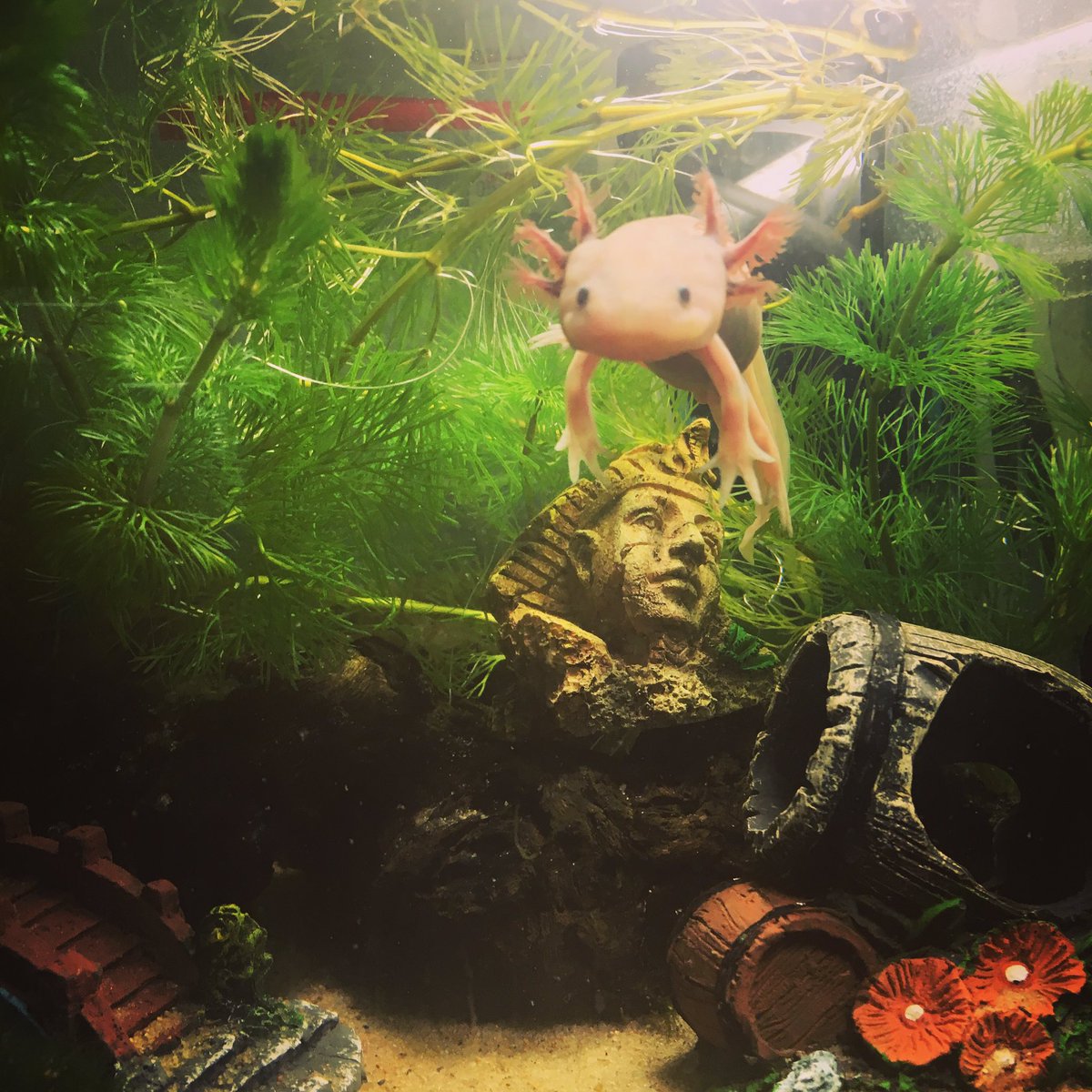 ウルルン 水草 かじってしまうのが癖うぱ ˊ ˋ ウーパールーパー ウルルン Axolotl ウーパー アホロートル 平野ノラ バブル メキシコサラマンダー リューシスティック 可愛い サラマンダー Cute サンショウウオ 水槽 T Co