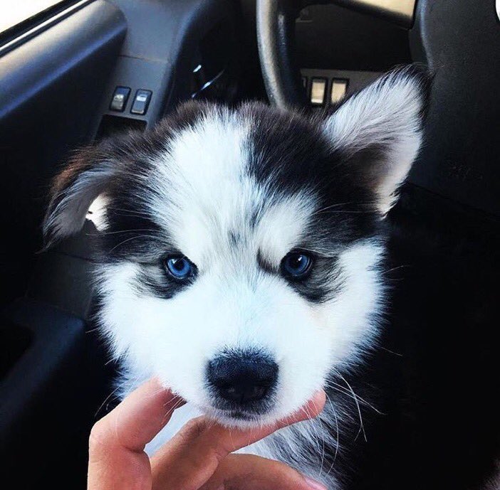 DailyiDogs's tweet photo. Those eyes are so beautiful 😍 https://t.co/H8ahST2o5f