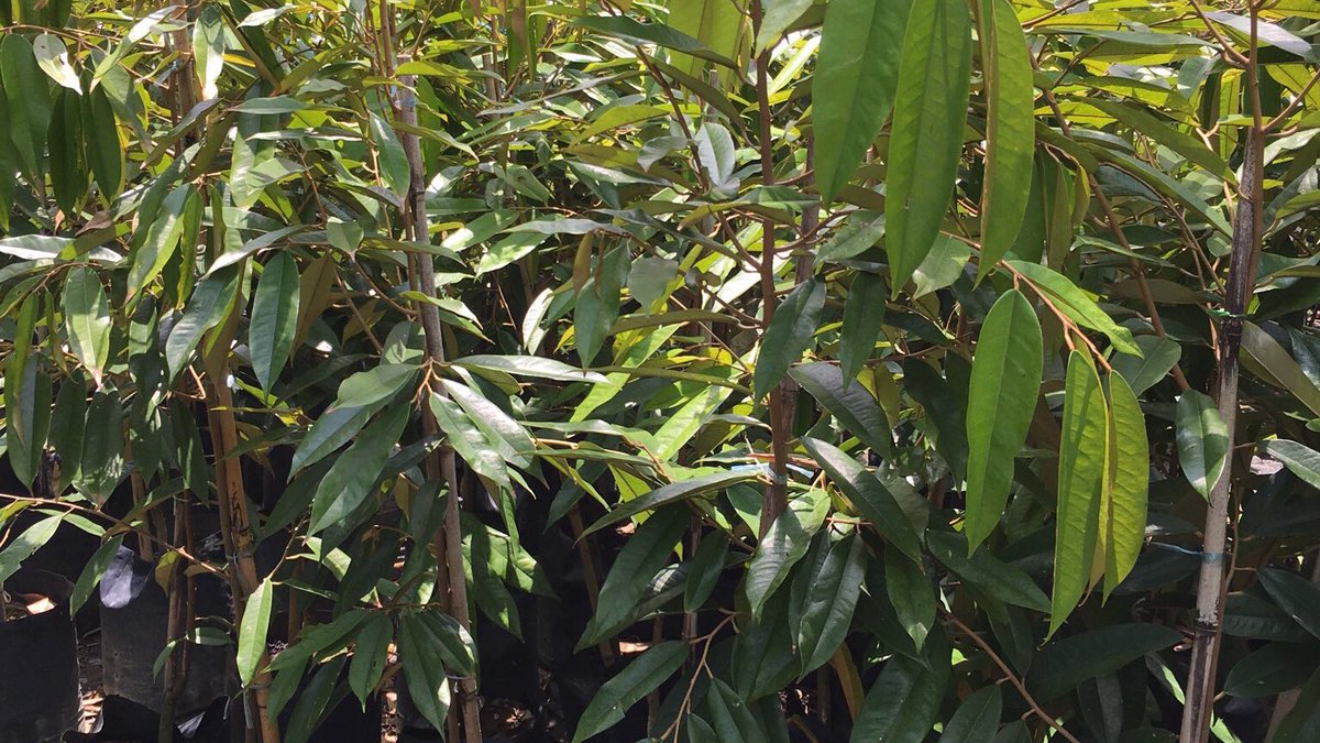 mustahapa's tweet photo. Planting fruit trees today is essential for present and future generations!
#musangking
#harumanis
@azwan5579
@SABAHagrobazaar
@AboPerak https://t.co/QbG0sKunF9