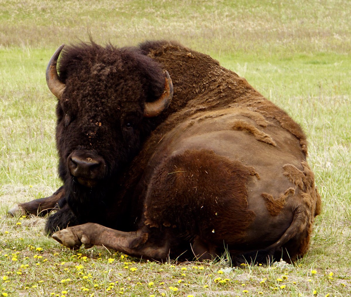 59NationalParks's tweet photo. Big bull bison lounging in the wildflowers earlier this month at @CusterStatePark #DailyBisonUpdate #SouthDakota https://t.co/9slb9LJnSd