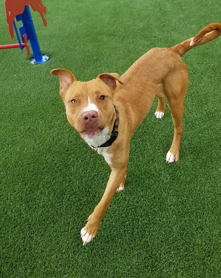 RocketRescues's tweet photo. Tonya is a cutie❤️ #dog &amp; #URGENT #Arlington #Texas &amp; needs a #family #AdoptDontShop via @PAASofAAS #RetweeetPlease #dogsarelove #share #TX https://t.co/GDv9U7XSQv