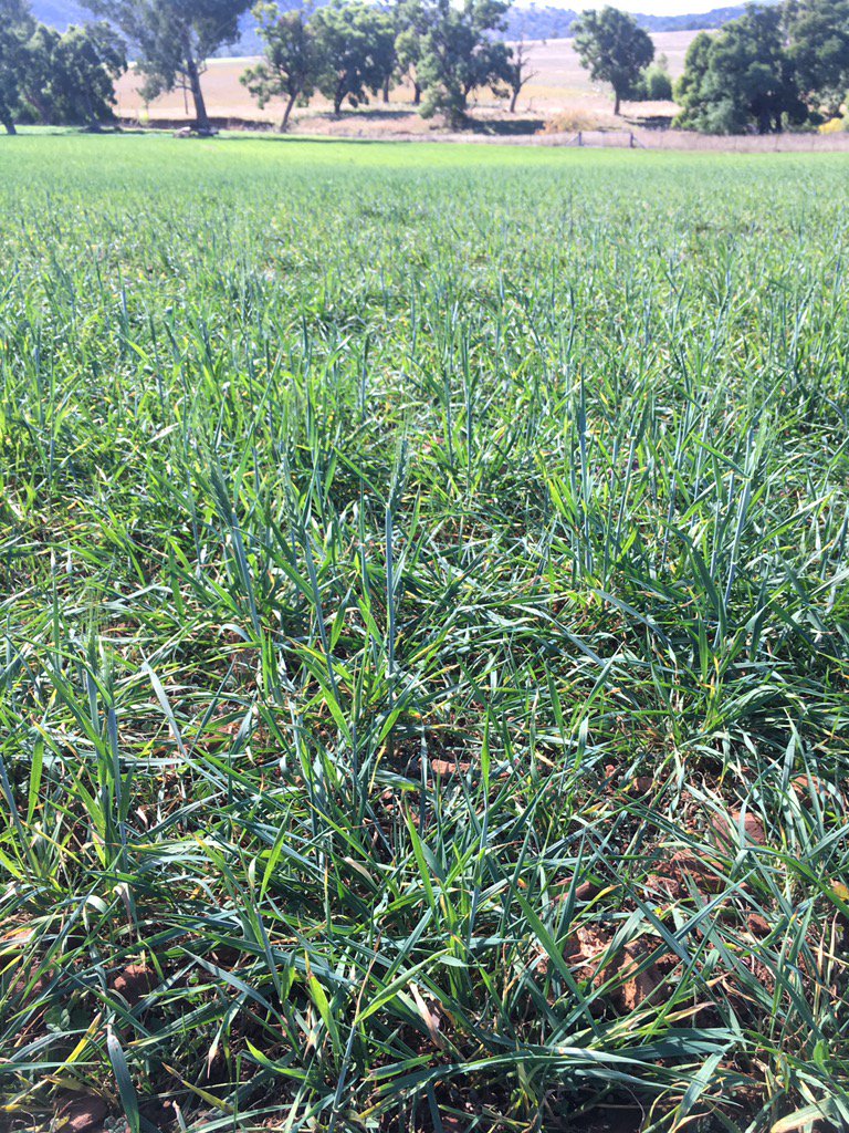 Jack_R_Edwards's tweet photo. Warm autumn has wedgetail wheat confused. https://t.co/9azjzLr53U