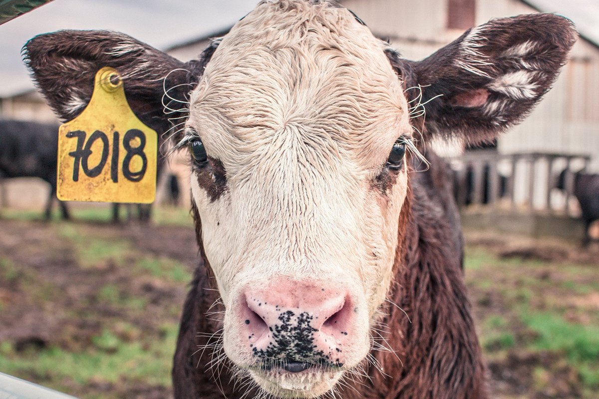 We have drilled for many farmers throughout the country, whether crops or cattle.   welldrilling #farming  ow.ly/Zb3x30bLwWk