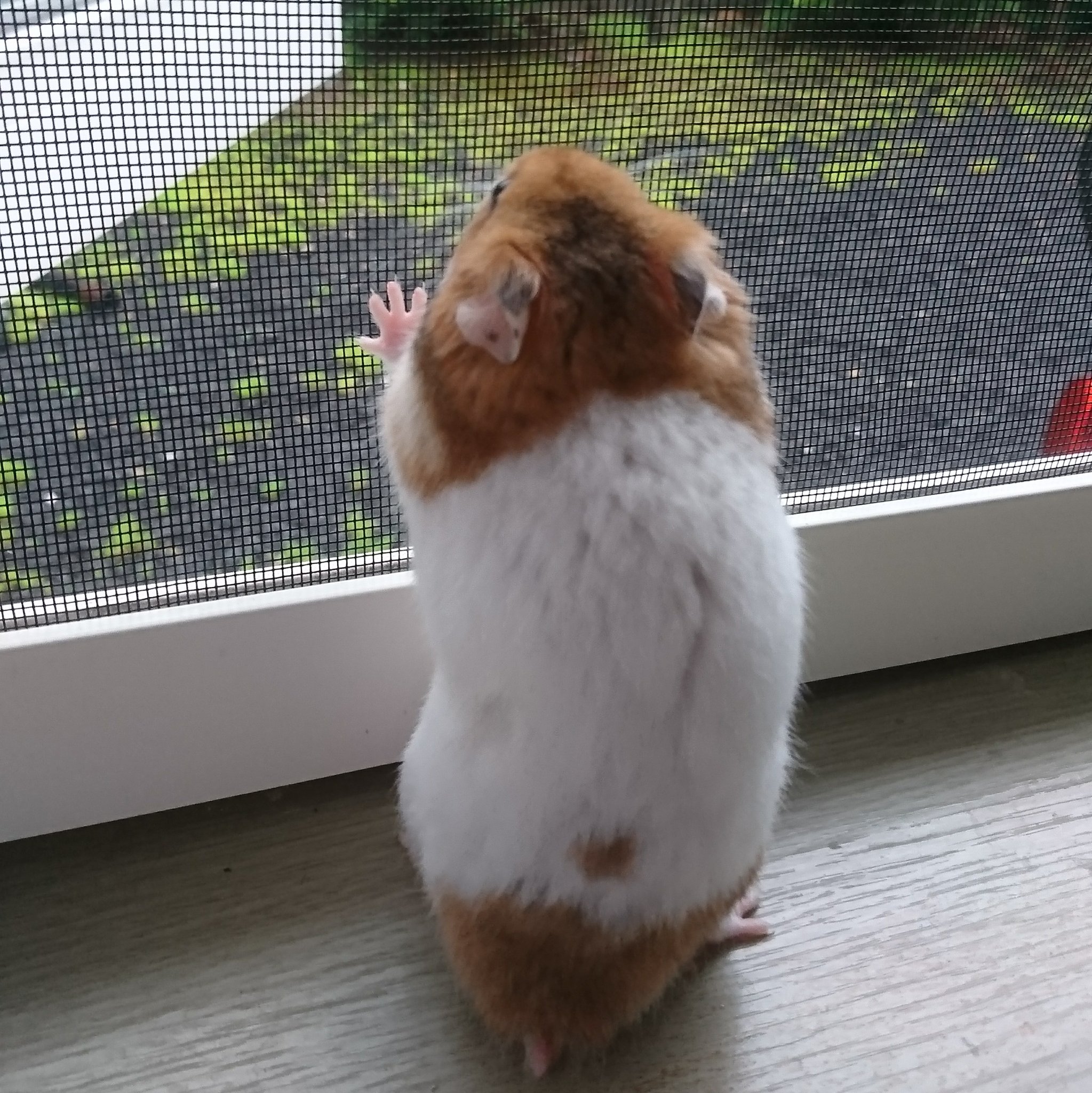 Hamster S Room Ten S Family お外は雨が降ってきたね ㅅ 雨 ん 気になる 左右にウロウロ 晴れでも雨でも網戸の向こうが気になるテン ハムスター ハムスター好きと繋がりたい 網戸 Hamster S Room Ten S Family お外は雨が降ってきたね ㅅ 雨 ん 気になる 左右にウロウロ 晴れでも雨でも網戸の向こうが気になるテン ハムスター ハムスター好きと繋がりたい 網戸