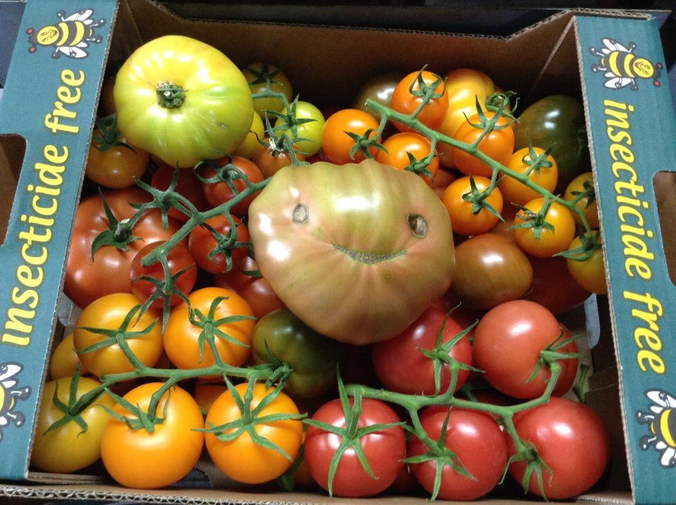 UglyFruitAndVeg's tweet photo. For #BritishTomatoWeek, check out our favorite: the beautiful, delicious, insecticide free and......happy tomatoes @NutbourneTomato 🍅🤗 https://t.co/4Qnkoy5aDA