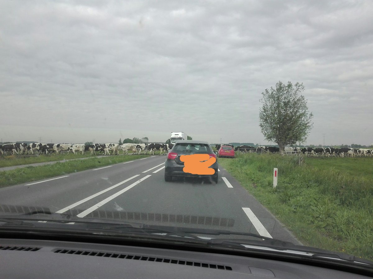 RWSverkeersinfo's tweet photo. De leukste file van de dag? Die staat op de #N480 bij Streefkerk #koeien (via @JanwillemWerken) https://t.co/x6oTk8yAHk