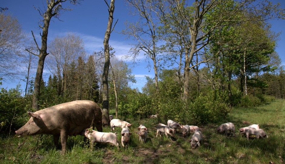 PerKoelster tweet picture