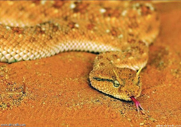 "المركز الوطني للأمصال": مؤشرات مخيفة لخروج الثعابين هذا الصيف

alriyadh.com/1597036