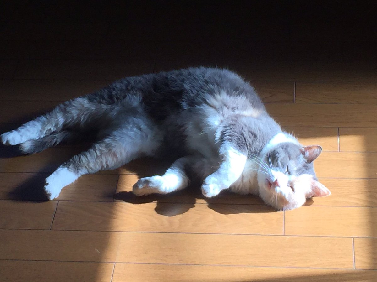 愛猫脱走の末の無傷の生還