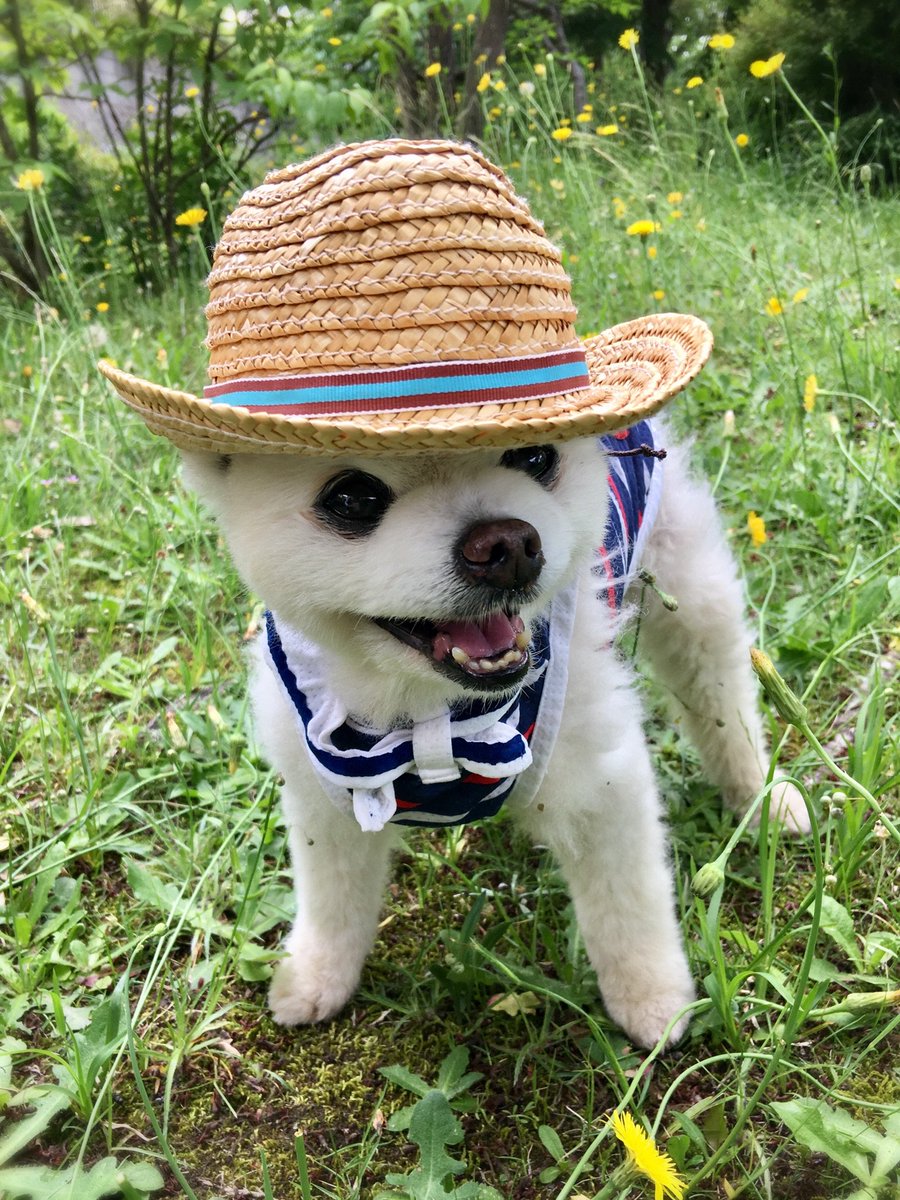 keep0109's tweet image. #wanko ジュリー！