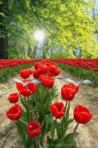 MarionSpekker's tweet photo. Good morning : ))
Twitterworld 🌿💗💗🌿 https://t.co/6bj10qDlYS