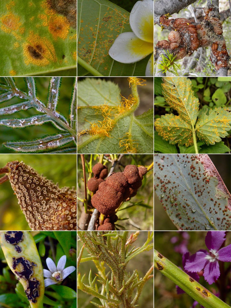Alistair McTaggart (@mcthoughtful) on Twitter photo The gall-ful truth, you've got a pustule problem #rust #plantpathology The gall-ful truth, you've got a pustule problem #rust #plantpathology