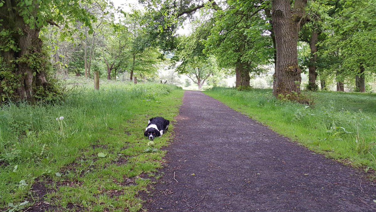 D4VE_C's tweet photo. Morning walk https://t.co/klwYc0Vmw5