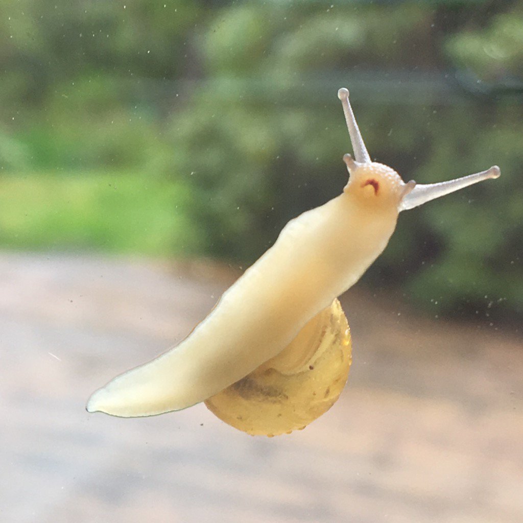 Morgonens fönstertittare, rätt oskyldig eller🌱