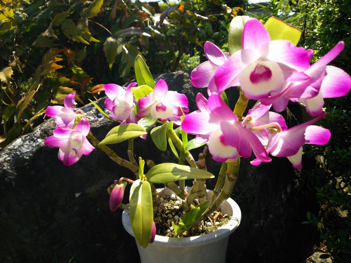 ハマの気分障害おじさん 横浜郊外の住宅街にて 紫と白のグラデーションが綺麗なランの花 名前はデンドロビウム 横浜 郊外 住宅街 紫 白 色 グラデーション 綺麗 ラン 花 蘭 名前 デンドロビウム Flower Yokohama T Co ハマの気分障害おじさん 横浜郊外の住宅街にて 紫と白のグラデーションが綺麗なランの花 名前はデンドロビウム 横浜 郊外 住宅街 紫 白 色 グラデーション 綺麗 ラン 花 蘭 名前 デンドロビウム Flower Yokohama T Co