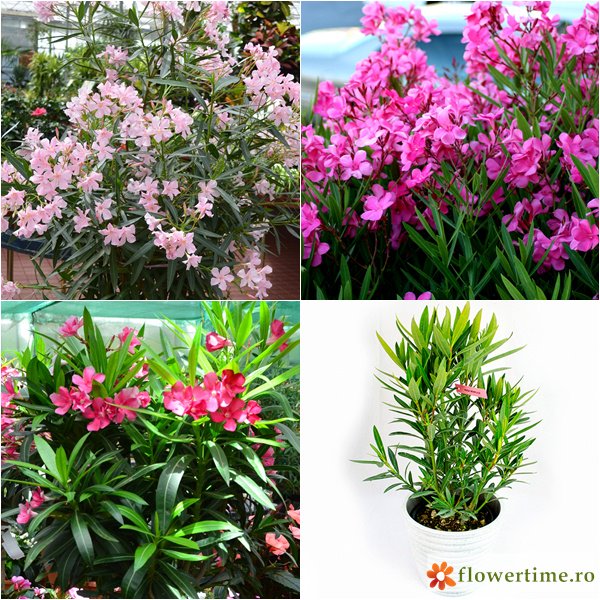FlowerTimeCluj's tweet photo. Leandrul, o abundenţă de flori şi culori relaxante! 😀
#Flower_time #Nerium_oleander #comandă_online https://t.co/IxXJwdnUV3