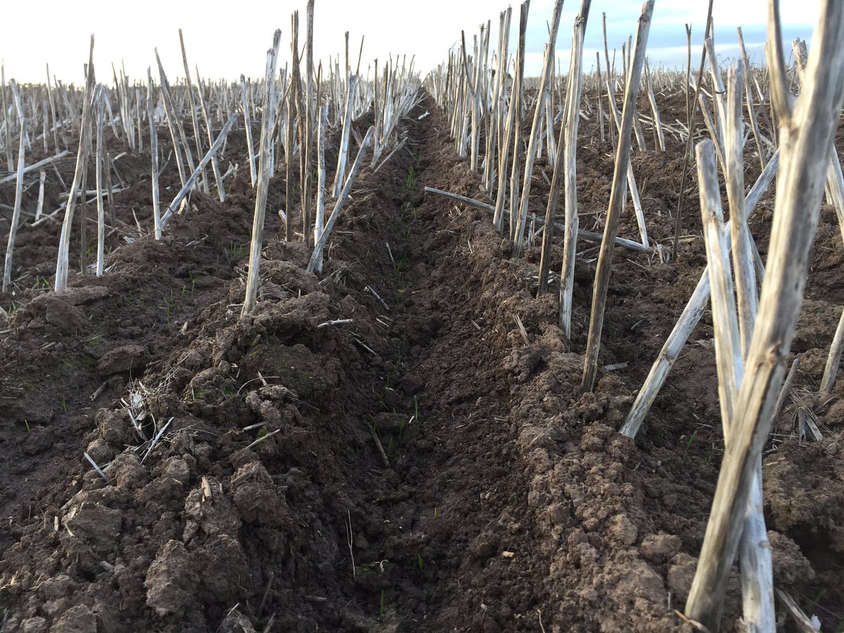 #plant17
Bogged/Stuck 25+ times 
Rain/Wind most days
Outloading 2000t wheat at same time 
Bald head
This photo tells me why it's worth it