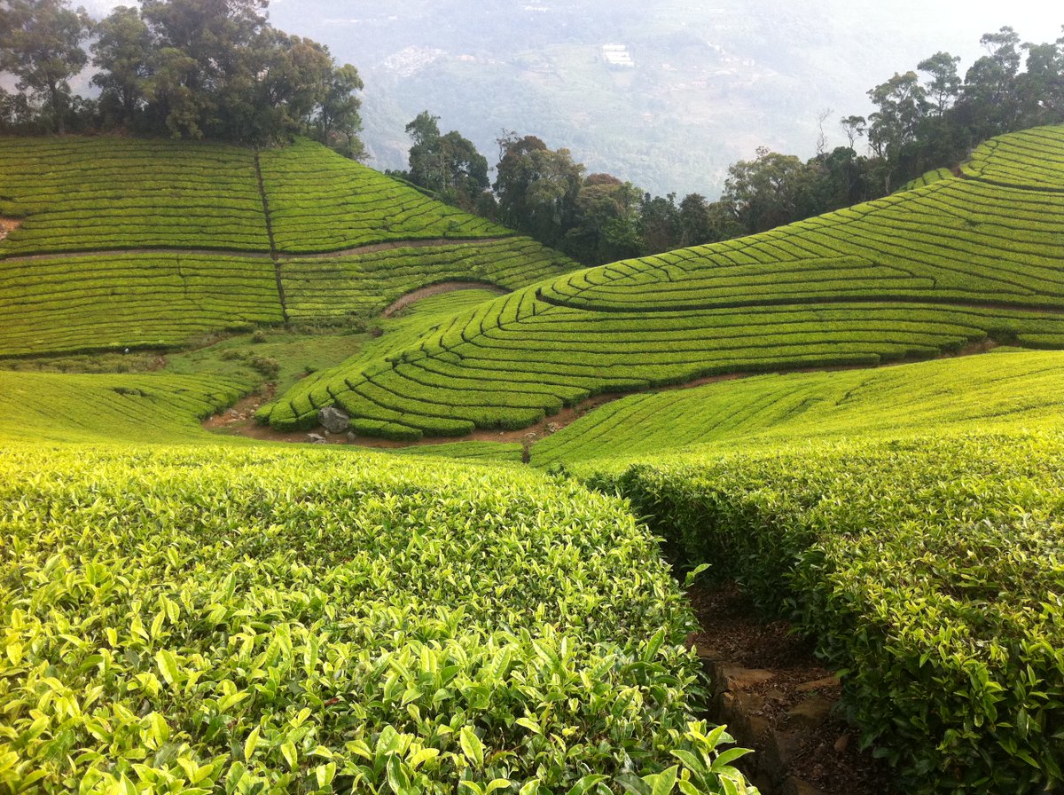 B0k3p india. Индия чайные плантации Ассам. Чайные плантации в Индии. Плантации чайные плантации Индии. Керала рисовые поля.