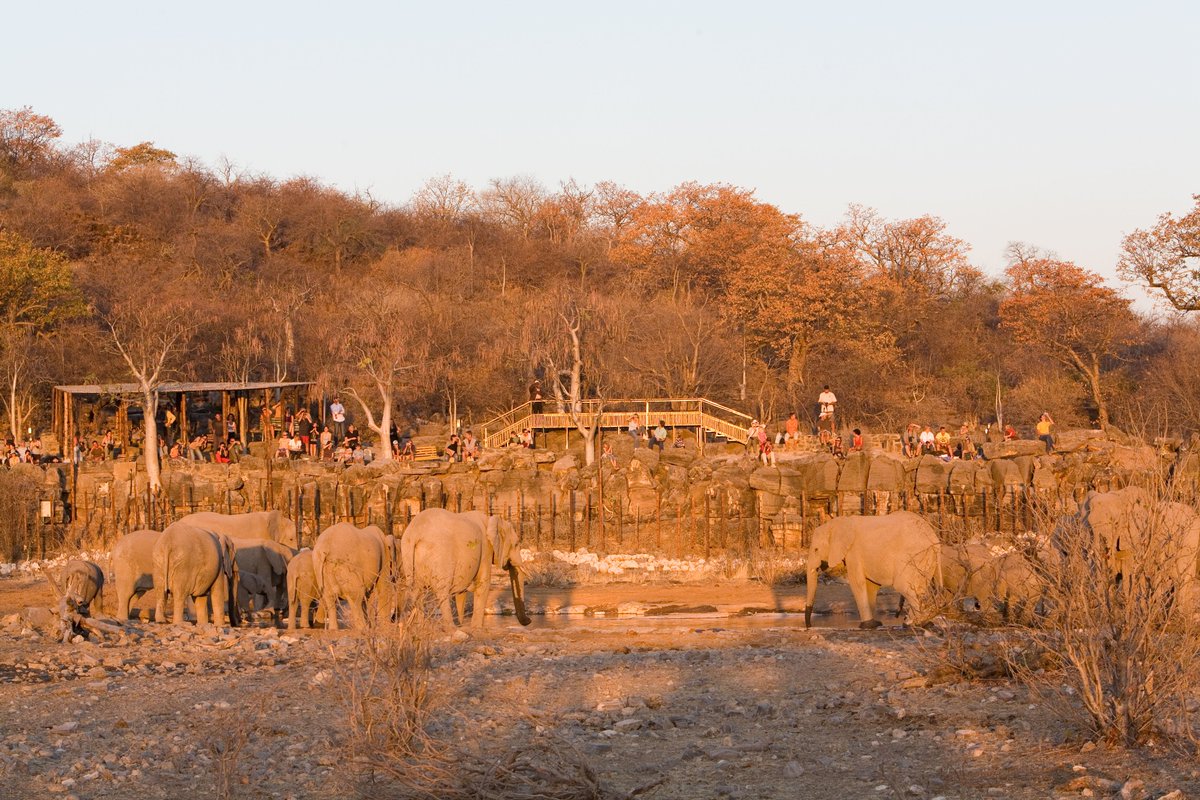 NWRNamibia's tweet image. Shot of the day #Halali#BookNWR