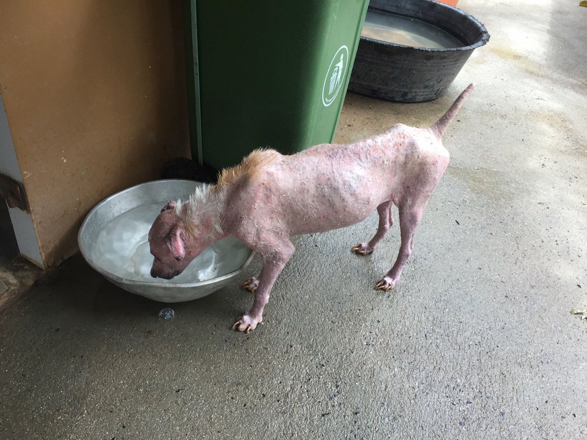 The Bodhi Shelter tweet media