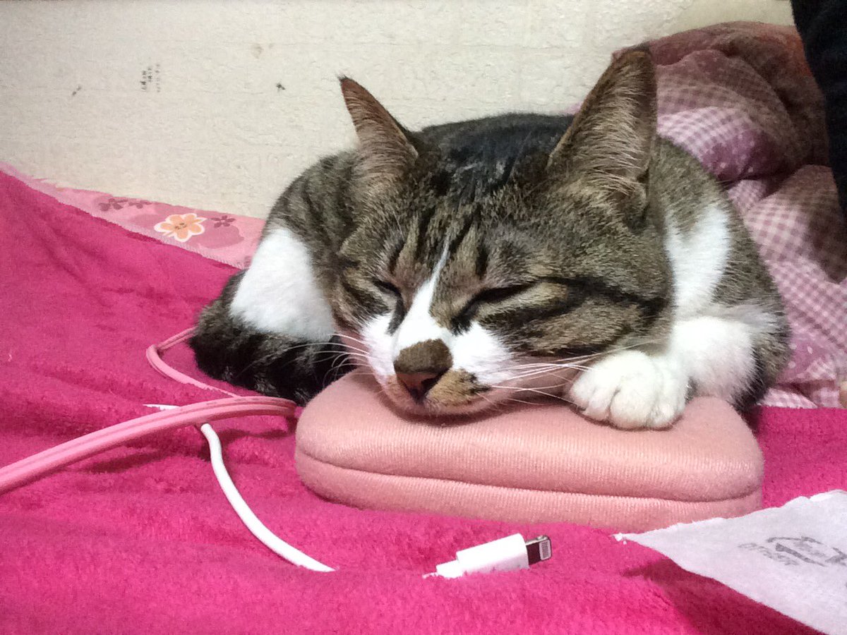 tyobisaba's tweet photo. 猫が帰ってきません。新潟県新潟市秋葉区です。キジトラ白、メスの4歳です。首輪はしていません。
大切な猫です。
些細なことでも情報を教えてください。よろし���お願いしますm(_ _)m https://t.co/ZdSQI9jmtA
