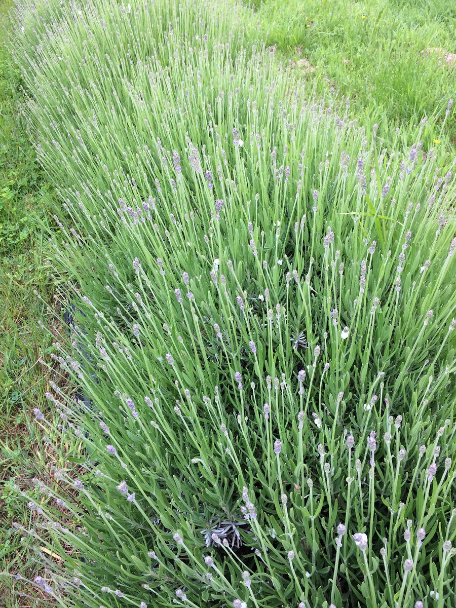 lavenderwatch's tweet photo. Mailette &amp; Munstead just coming into flower in time for our weekend bank holiday opening! @lavenderandco @VisitSomerset @GrannyGothards https://t.co/PmVVxjHIU1