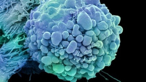 Biotechnology's tweet photo. FDA Clears First Cancer Drug Based On Genetics of Disease, Not Tumor Location https://t.co/pCre8Hu1ZG https://t.co/0DKFhtUu69