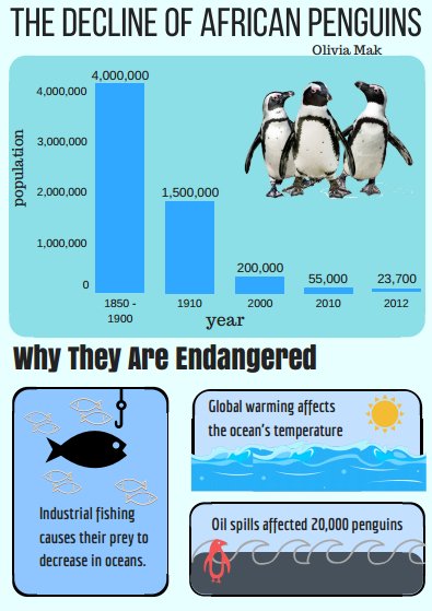 oliviamaak's tweet photo. The African Penguin population is decreasing and becoming endangered. 
🐧 Save the penguins before it's too late! #KASendangered https://t.co/wCllYWWQG0