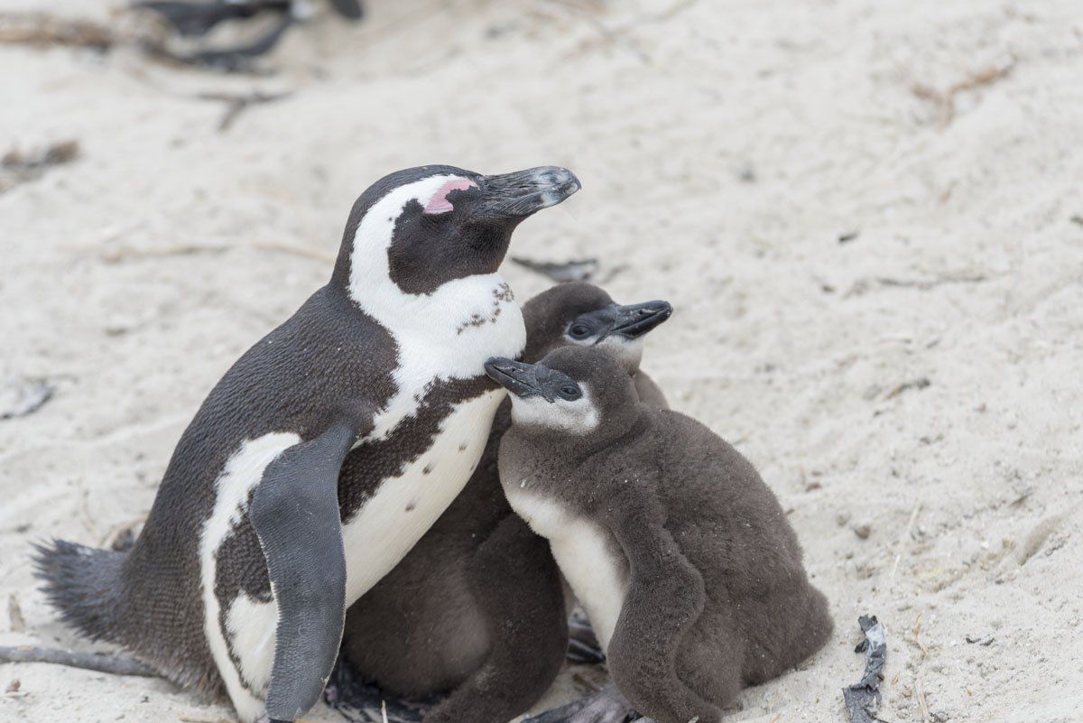 MargheNick's tweet photo. 7 Awesome Cape Town Day Trips with #aroundaboutCT - see the penguins at Boulders Beach, Simon's Town! https://t.co/mRozZwa658 https://t.co/9EAquVQyDA