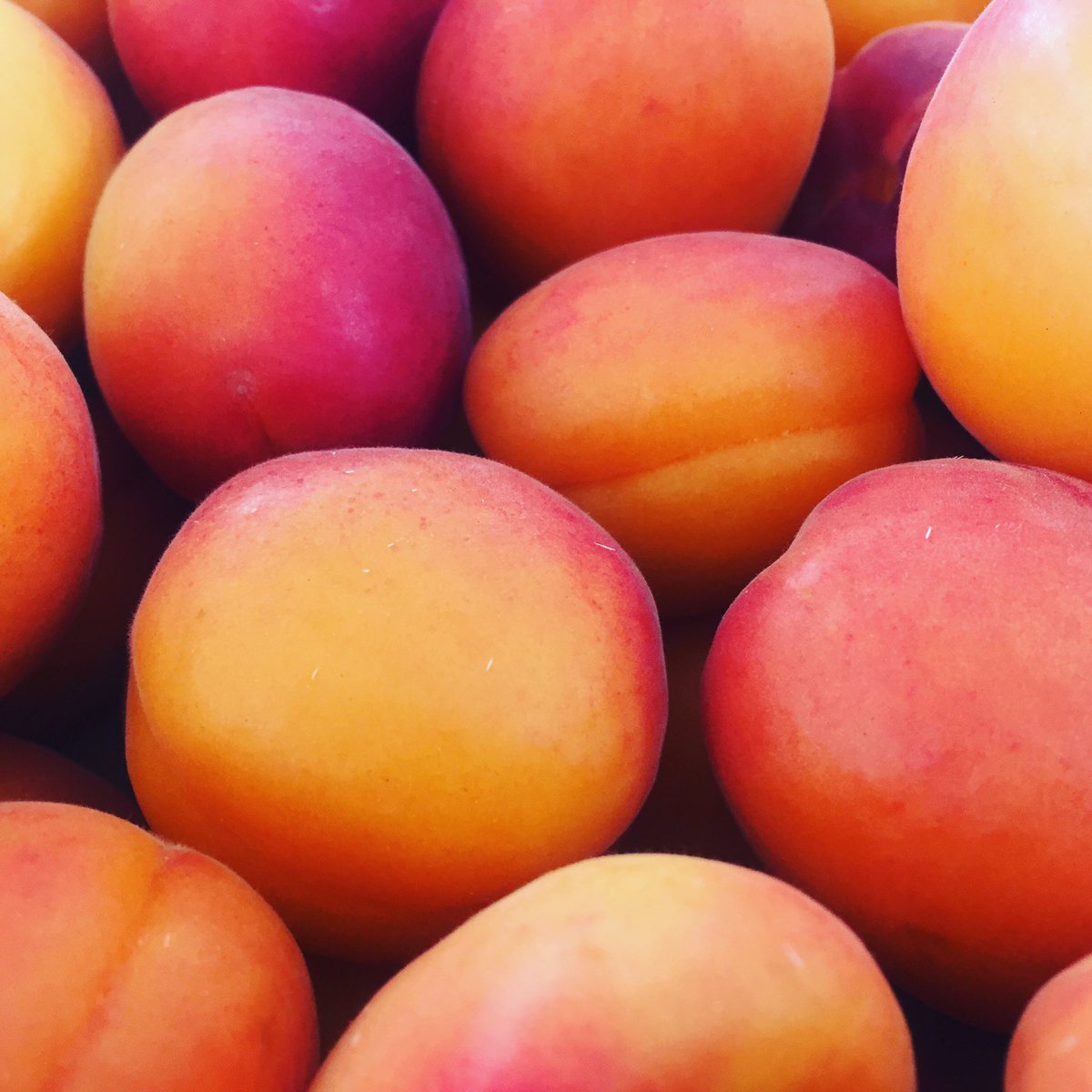 LPdeProvence's tweet photo. Ca sent bon l été 🌞😁
Profitez de nos premiers abricots ici:
https://t.co/MFpa7pC0yw
Livraison à domicile gratuite 😉 https://t.co/6QHVRihMSh
