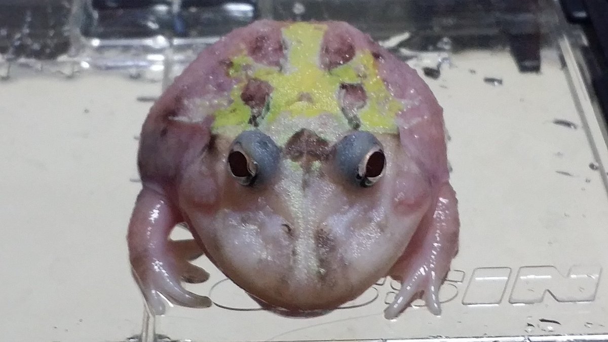 八王子カエルブリード研究所 八ケロ 色変クランウェルブリード成功 まだ孵化していないので何とも言えませんが期待大の血統なので沢山色変が出ると思いますよ 順調に育てばブラックアウト東京で安心サイズの大きなオタマを販売出来ると思います