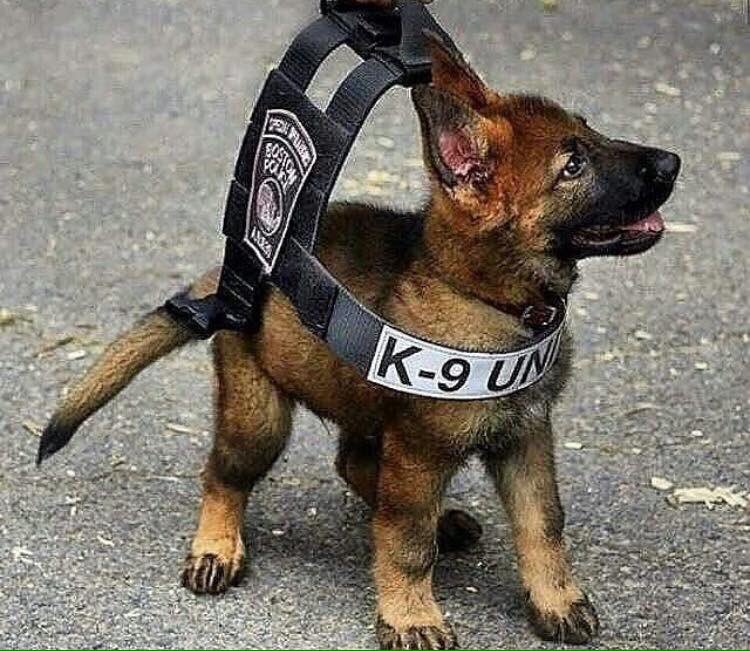 policiamuseo's tweet photo. Así empezamos todos.
#FelizMiercoles
#avila https://t.co/XFBVLrHoXN