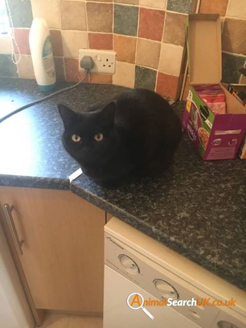 AnimalSearchUK's tweet photo. PLZ RT @ulvpolice @Ulverstonnow #missingcat #broughtonbeck #ulverston #la12 #findlola
https://t.co/iGxGjCbgyn https://t.co/UEQD2RoJ8Q