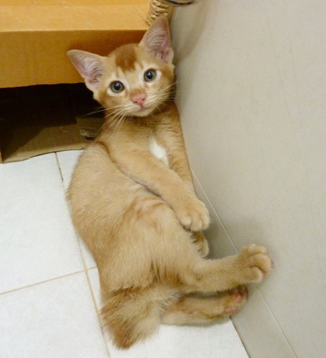 CatWelfareSG's tweet photo. ADOPTION NOTICE: It’s #KittenWeek! Help Kumquat find a home! https://t.co/QyYe8Fp5Ne https://t.co/wJKhbJFcUv
