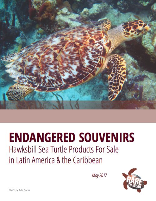 MarineCommunity's tweet image. #Endangered Souvenirs - #Turtleshell For Sale In #LatinAmerica tooraretowear.org/report/ @SEEturtles