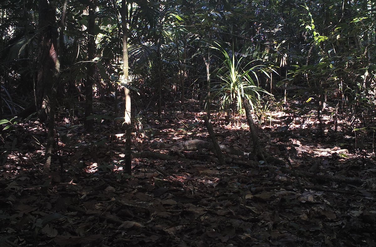 coolearth's tweet photo. Rainforest hide and seek in Gadaisu. Can you spot the rainforest animal and tell us what it is? #CaughtOnCameraTrap https://t.co/PqWoLZhLaK