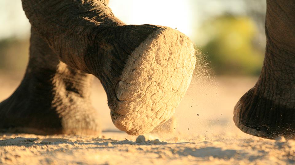 sam_in_zimbabwe's tweet photo. #Zimbabwe project #SoftFootAlliance wins #International #LushSpringPrize for #Social &amp; #environmental regeneration in #Hwange #VisitZimbabwe https://t.co/0Z23DbBszb