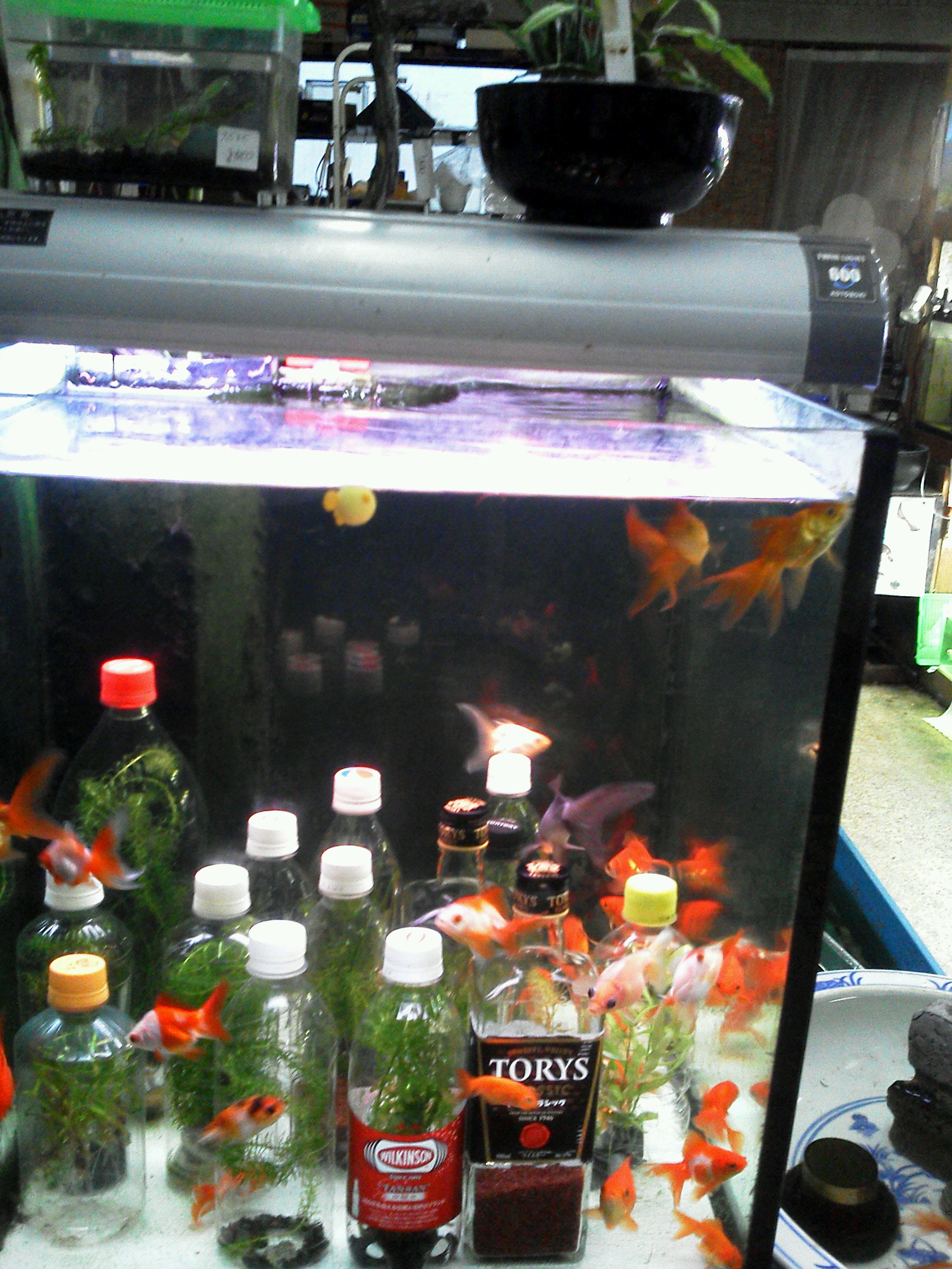 金魚 水槽 おしゃれ