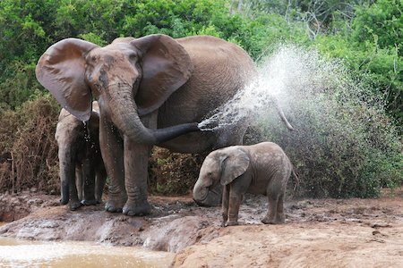 This is exactly how unimpressed my son looks when it's time for his shower.
How's your #wildlifewednesday?