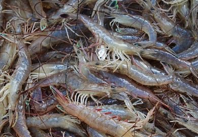 Live5News's tweet image. TODAY: Shrimp season begins in S.C.  bit.ly/2qfjXoB #scnews