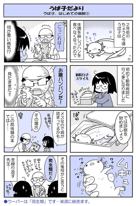 【うぱ子だより23】毎週水曜公開のウーパールーパー・うぱ子(6才)と飼い主のふんわり4コマ。うぱ子はじめての動物病院へ①。 #うぱ子だより ■単行本も発売中です～(https://t.co/bXx8nnXide)■ 